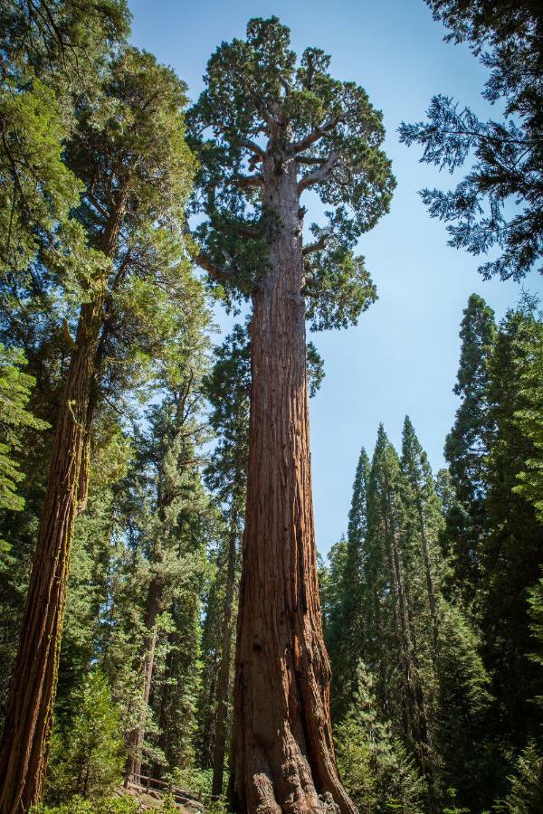 Stony Creek Lodge Sequoia National Park Buitenkant foto